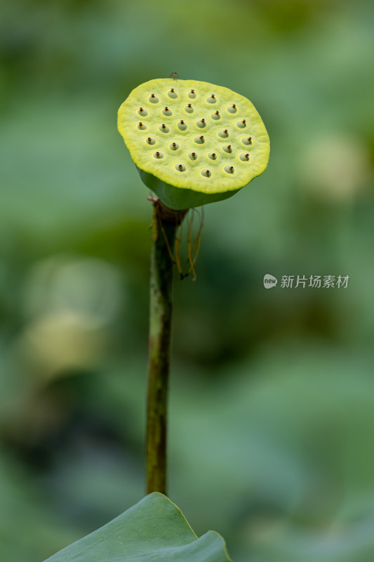 荷花莲蓬