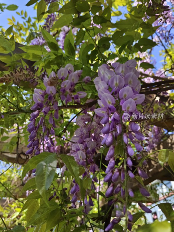 紫藤花、自然。植物、紫色