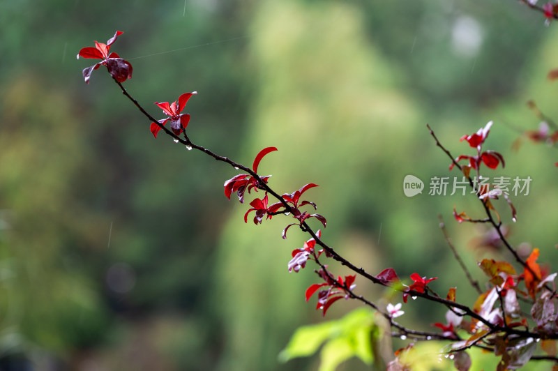 雨中自然