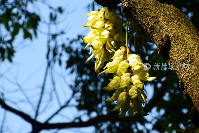 广州天鹿湖公园禾雀花