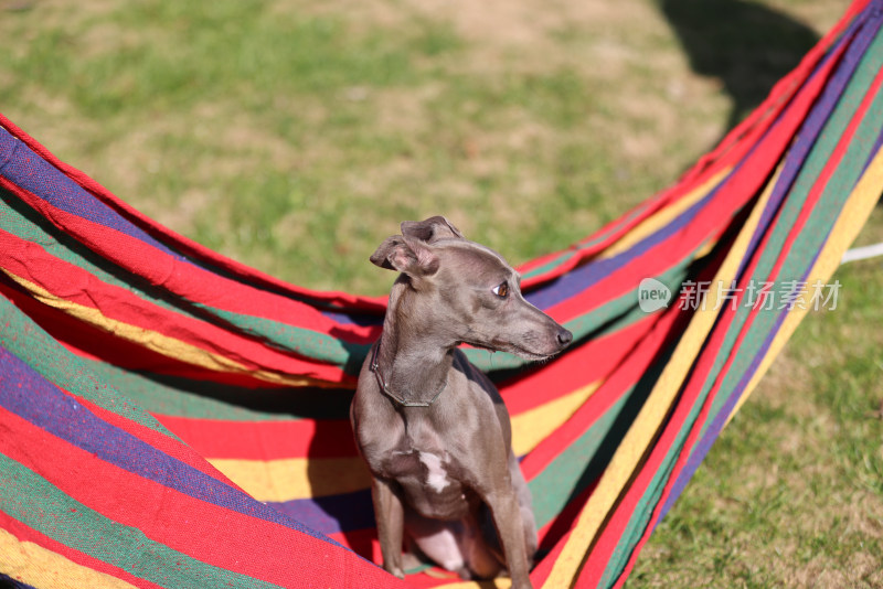 坐在吊床上的意大利小灵缇犬