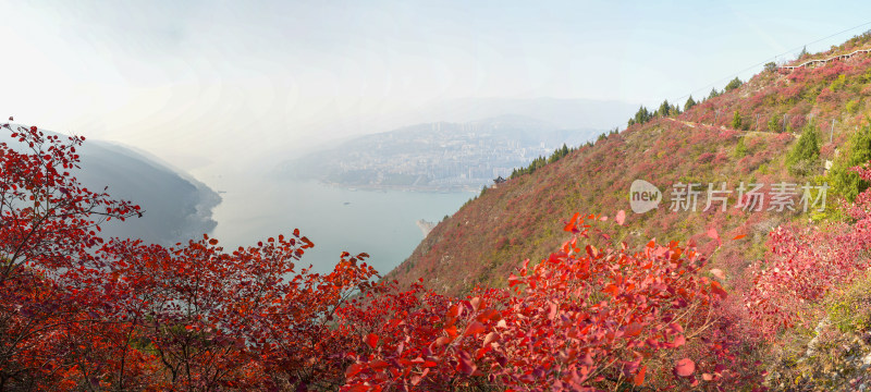 长江三峡巫峡红叶