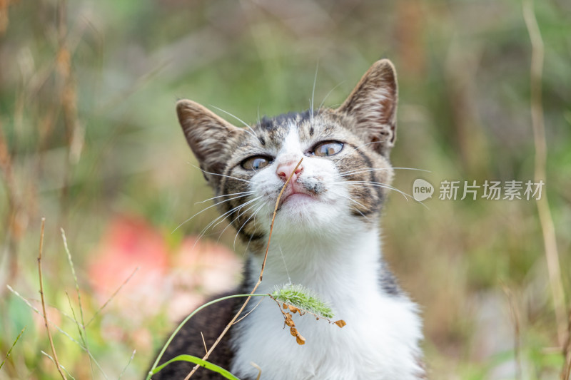 狸花猫、小猫咪