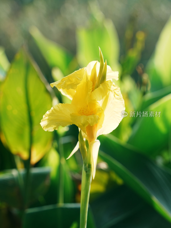 大花美人蕉花朵特写