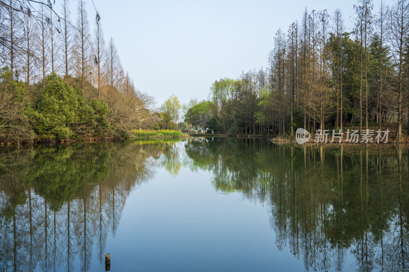 春季苏州常熟尚湖景区的水杉，水面，倒影