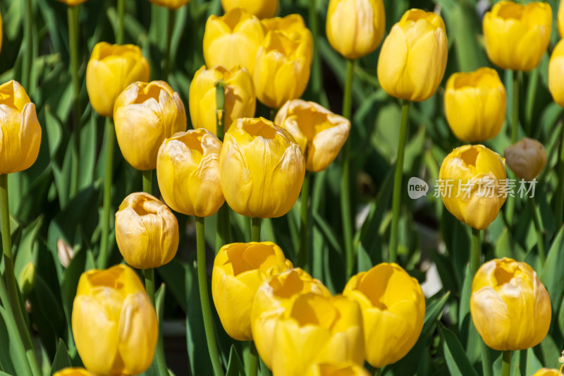 大片郁金香花海景观