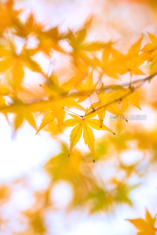 秋日枝头黄色枫叶特写