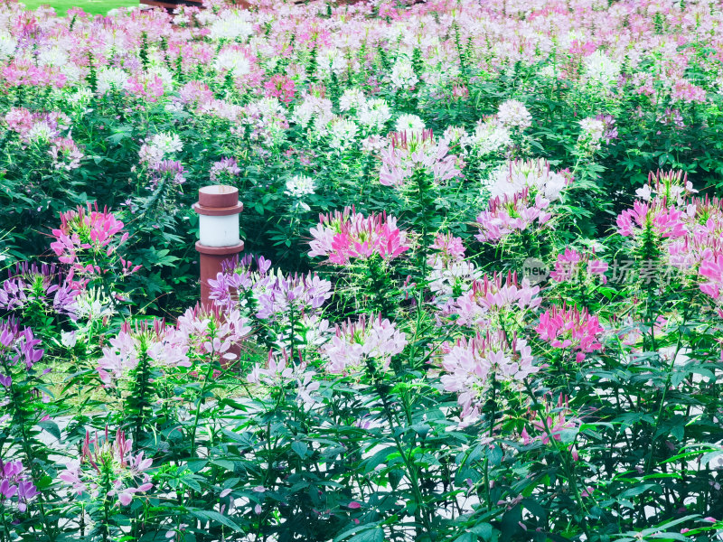 佛山市千灯湖公园醉蝶花花海