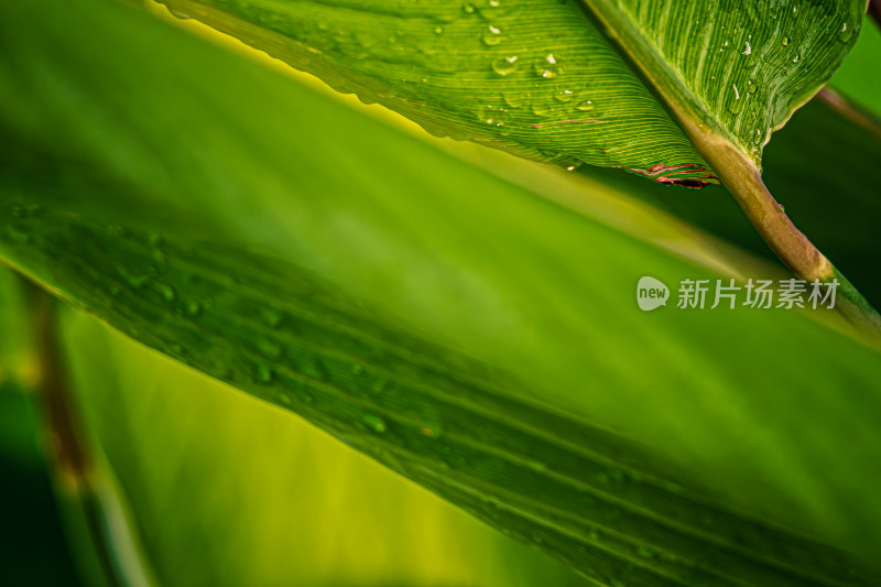 雨后晶莹剔透的绿叶