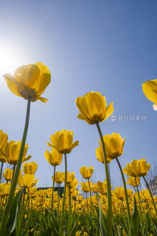 春天公园里盛开的郁金香花海自然风景