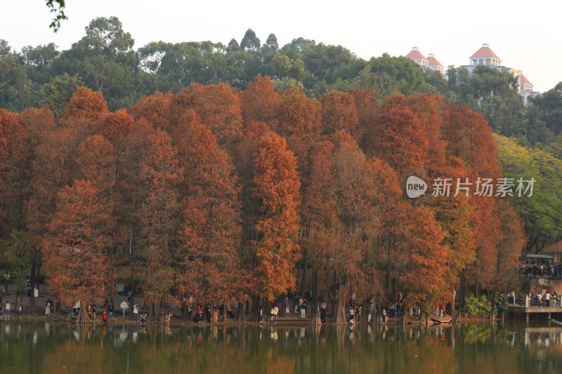 湖边红叶树林风景