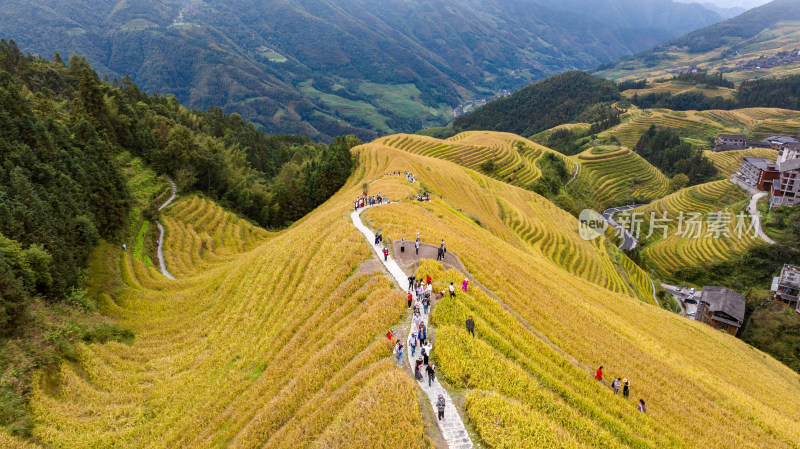 广西桂林龙脊梯田秋收稻田航拍风景