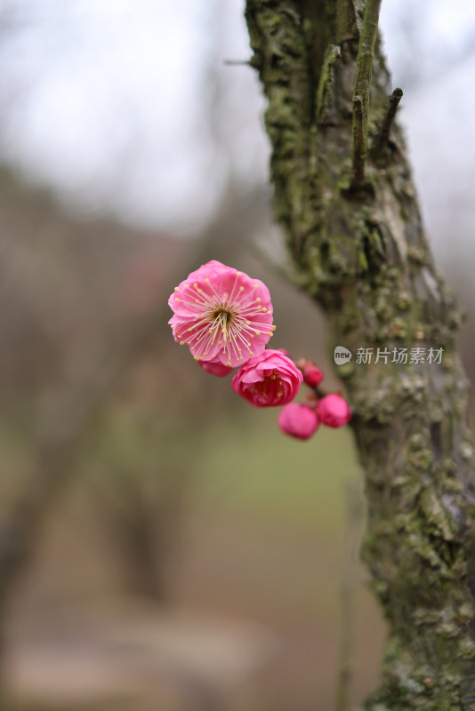 红色梅花特写