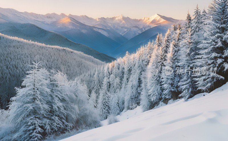 冬季森林白雪覆盖风景