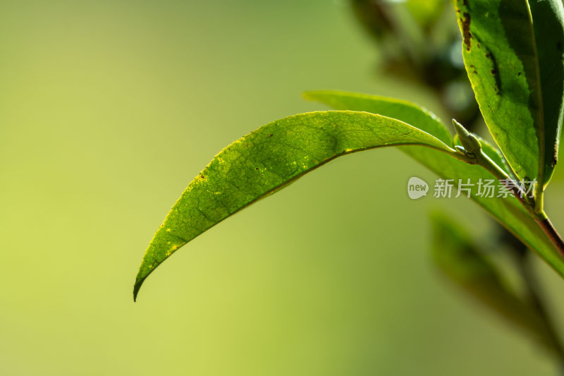 阳光下茶园里嫩绿的茶叶特写