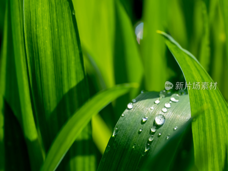 小麦绿叶阳光露珠自然微距谷雨