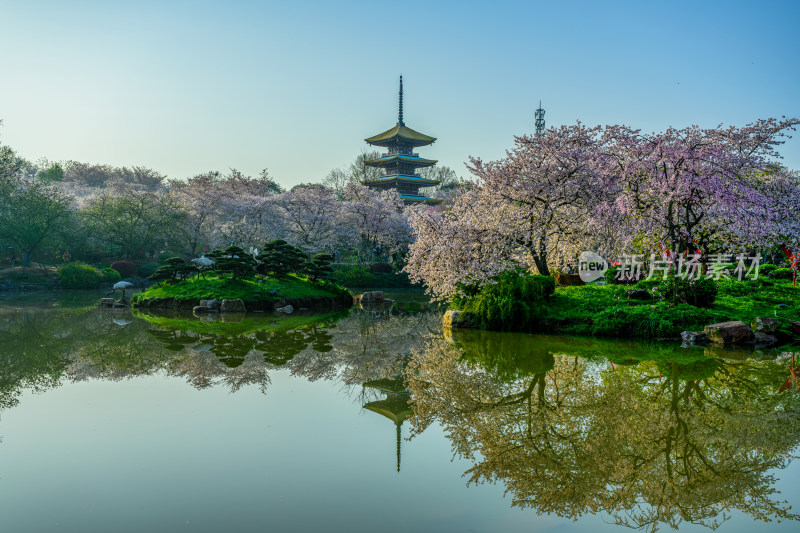 湖北武汉东湖樱园春季樱花与五重塔风光