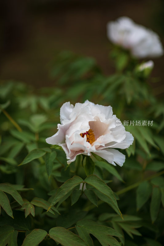 公园牡丹花开特写