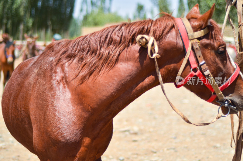 新疆喀什牛羊大巴扎农贸市场马匹