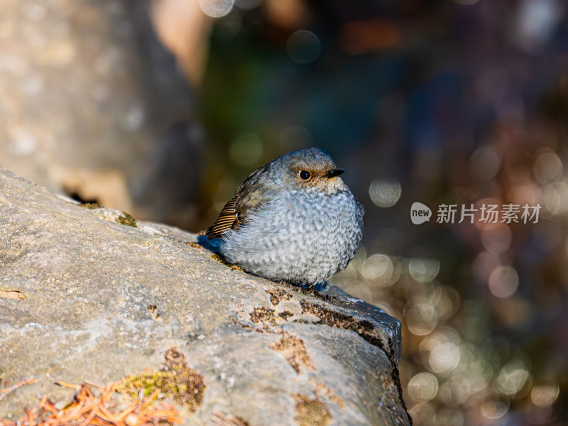 栖息在水边岩石上的红尾水鸲鸟的特写镜头