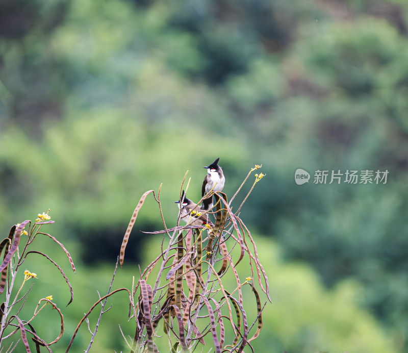 树枝上歇息的红耳鹎