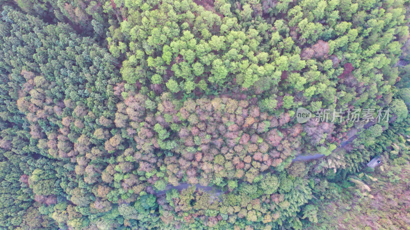 森林植物秋天秋景航拍