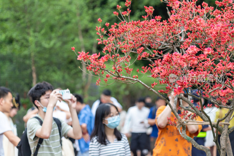 杜鹃花、映山红