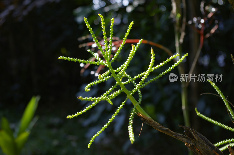 棕榈科植物