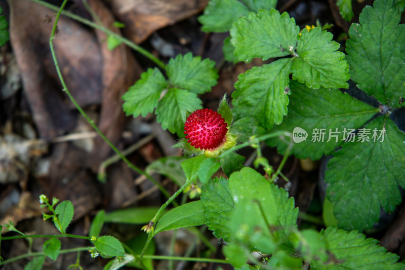 林间绿叶里的鲜艳的红色蛇莓果实