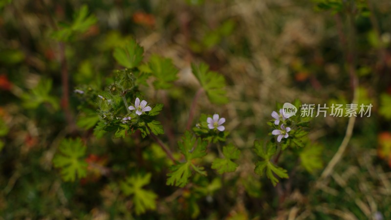 野花植物素材——老颧草