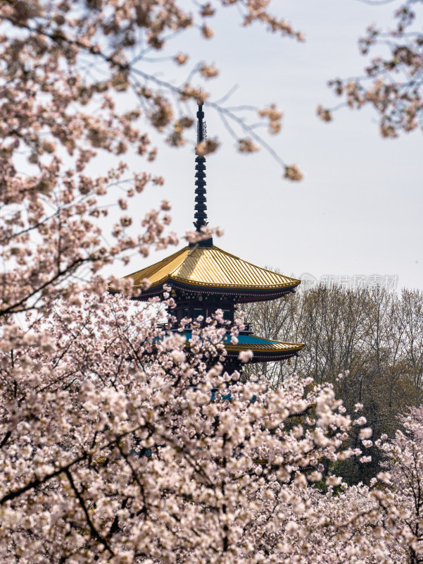 武汉东湖樱花园五重塔景色特写