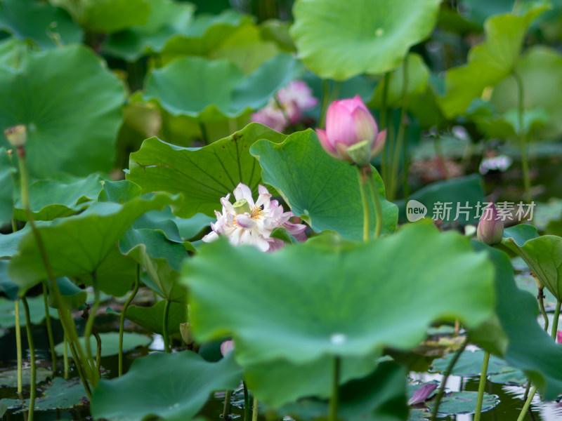 盛开的荷花