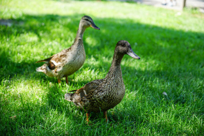 鸭子在草地上行走
