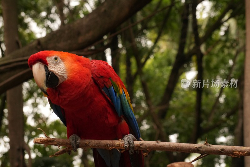 色彩艳丽的鹦鹉特写