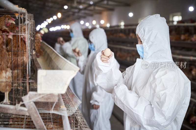 穿防护服在养鸡场认真工作的女性饲养员三人