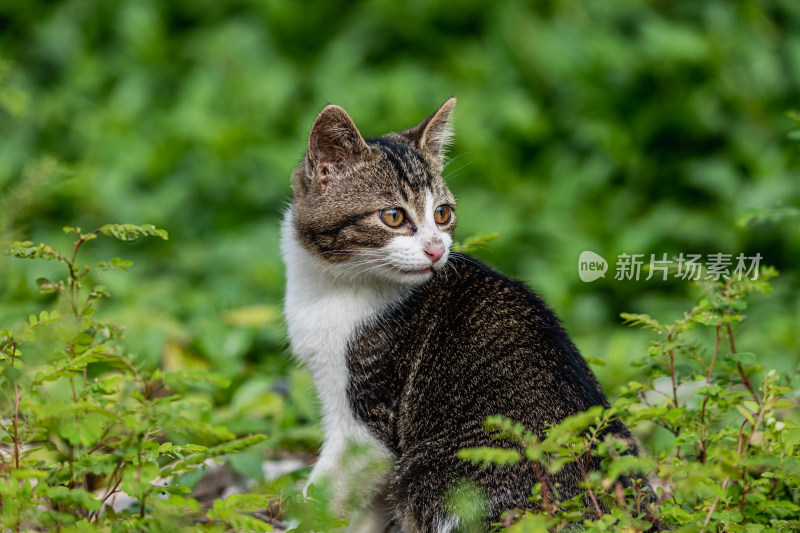 小猫咪、狸花猫、宠物猫