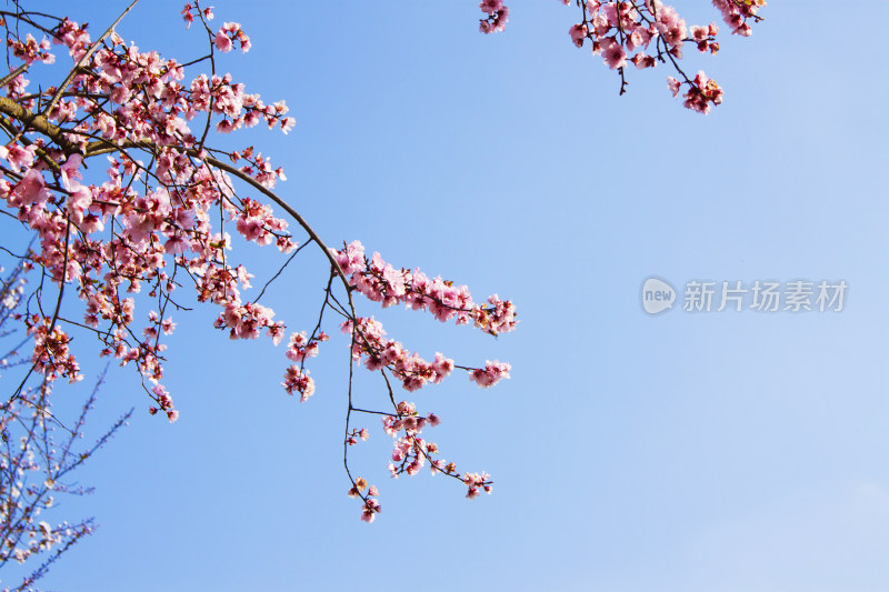 花朵植物春天天空风景背景自然户外樱花