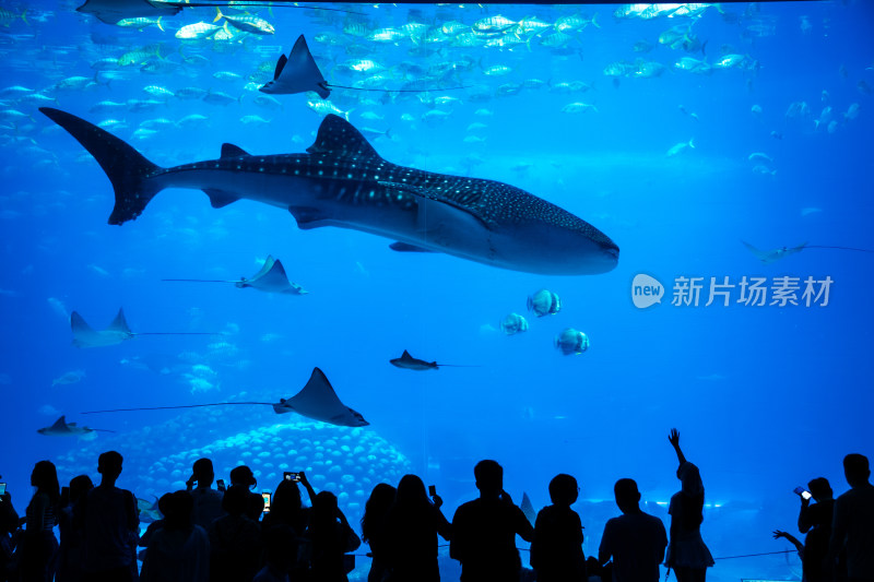 广东珠海长隆海洋王国鲸鲨馆的海洋生物