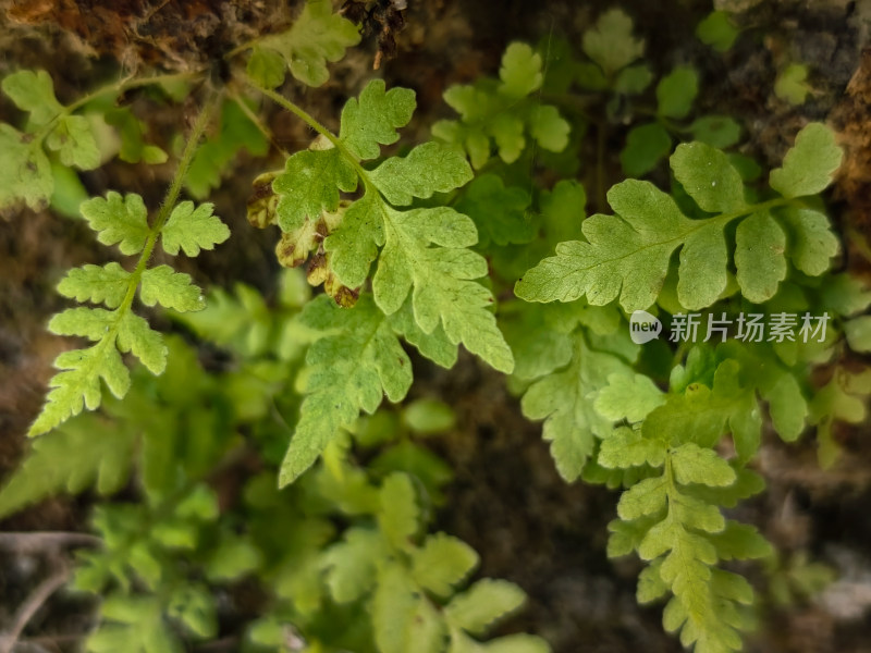 新鲜嫩绿的蕨类植物叶片特写