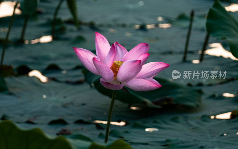 二十四节气夏至池塘盛开的荷花