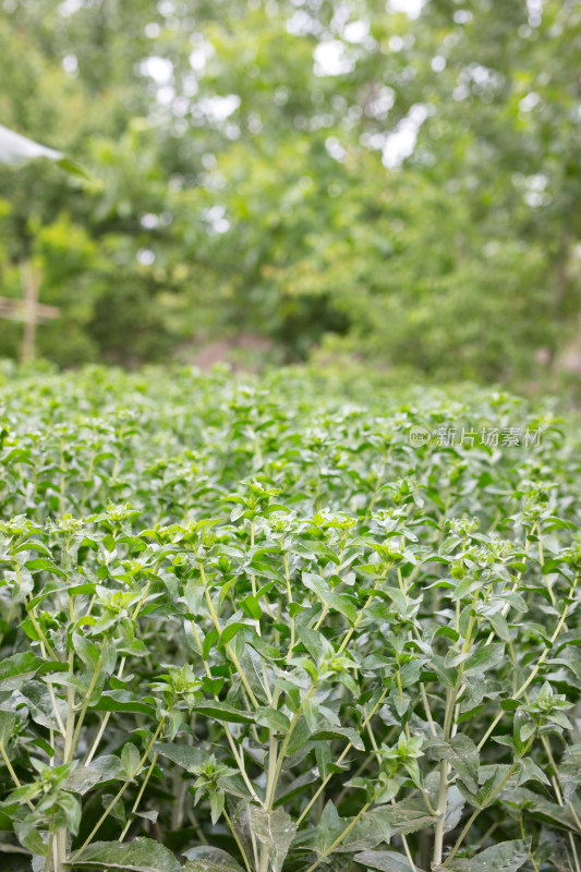 中药种植红花