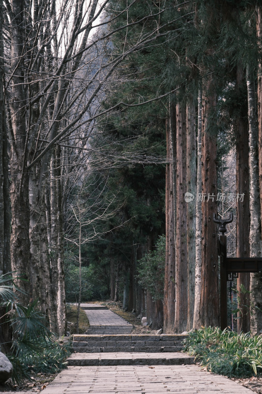 林间石板路景象，树木林立氛围静谧