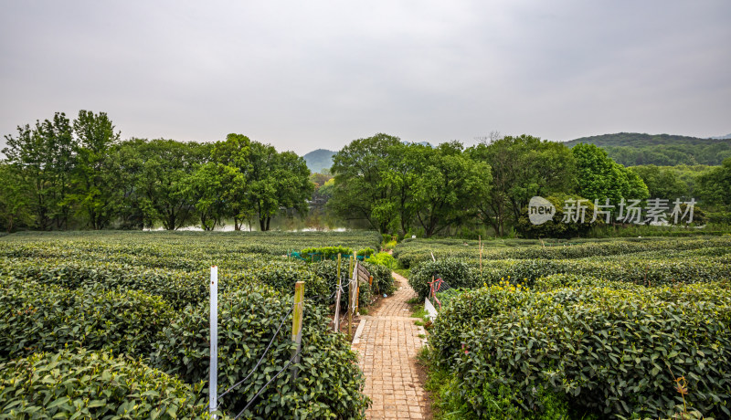 雨中的西湖龙井茶园自然风光