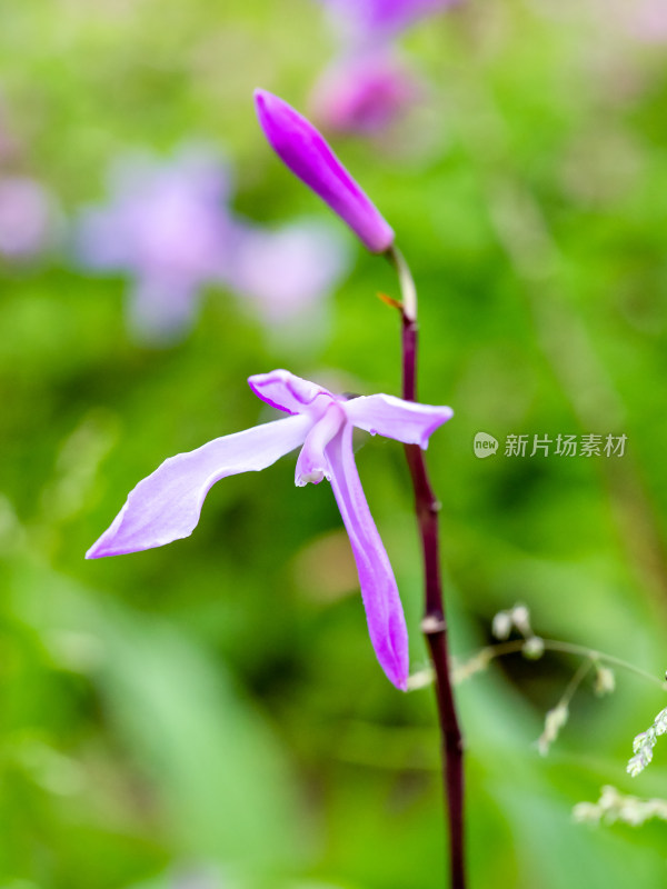 植物白及/紫兰/苞舌兰的花
