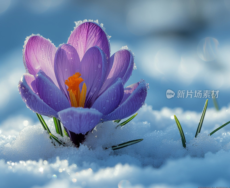 雪中绽放的紫色番红花