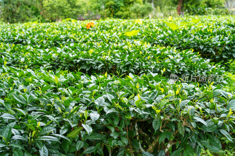 绿意盎然的茶园