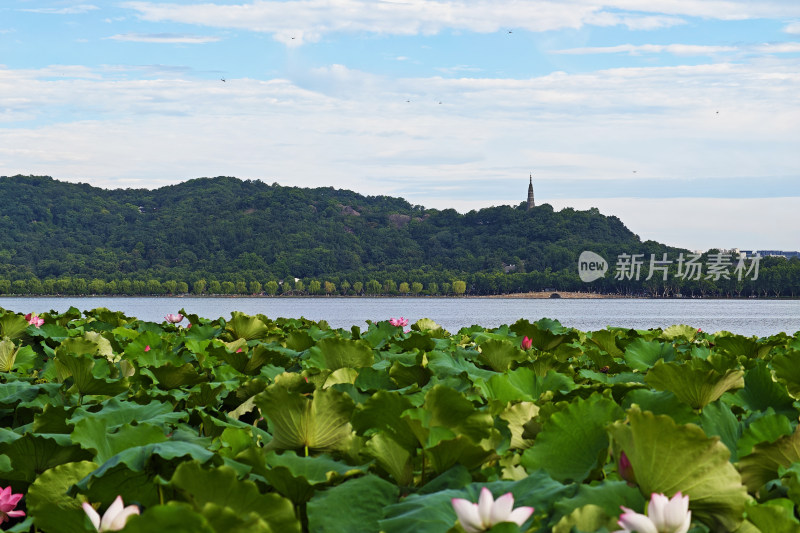 夏天的杭州西湖