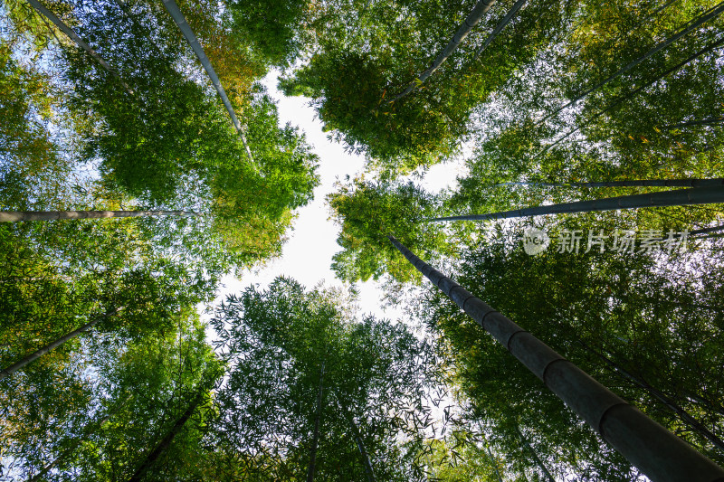 静谧的竹林