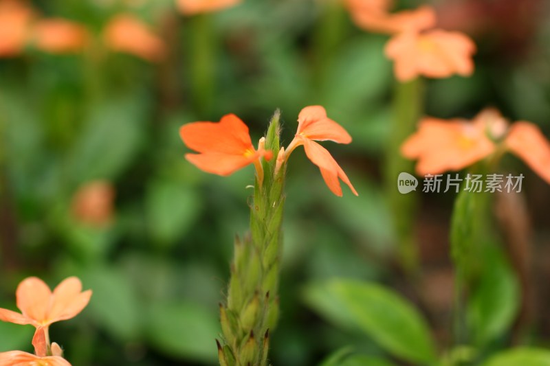 盛开的花朵