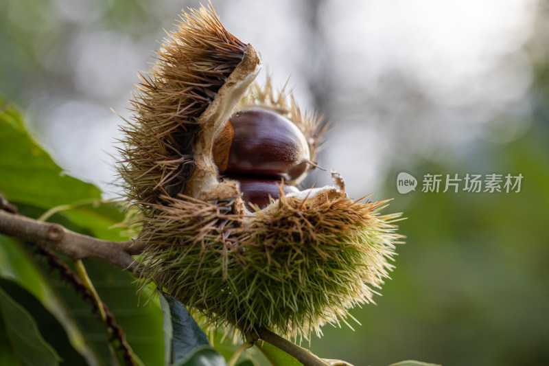 板栗栗子果实